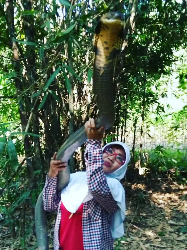 Iin Ayu, wanita berjulukan Ratu King Kobra Purwokerto menangkap sepasang king kobra raksasa di kebun warga. (Foto: Liputan6.com/Dok. Iin Ayu)