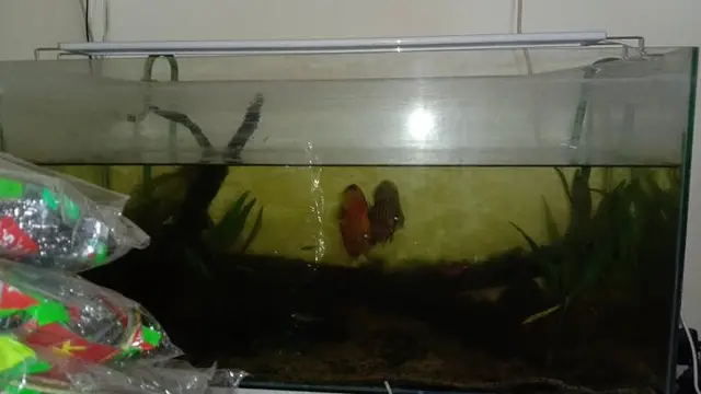 6 Potret Aquascape Low Budget Ini Bikin Pencinta Ikan Hias Senyum Tipis