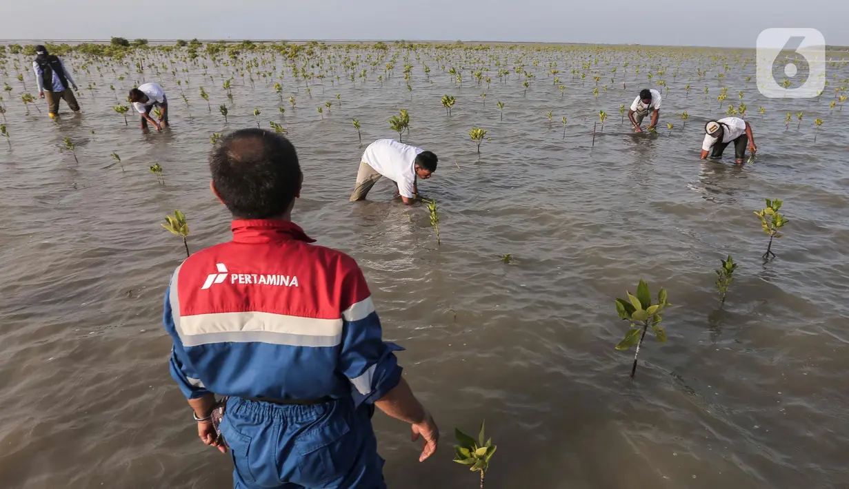 Pekerja Pertamina bersama Kelompok Tani Hutan Rapi Jaya Putra menanam bibit mangrove di Pantai Tiris, Pabean Ilir, Pasekan, Indramayu, Jawa Barat sebagai upaya menjaga kelestarian kawasan pesisir Indramayu. (Liputan6.com/Angga Yuniar)
