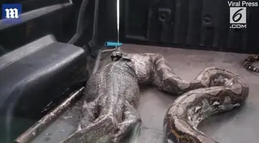 Biawak diprediksi baru ditelan beberapa jam oleh ular.