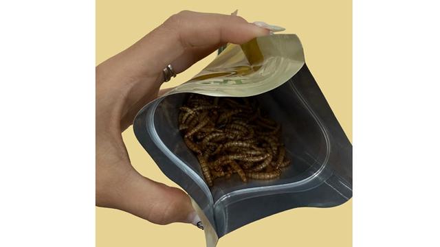 Camilan Ulat Bambu Kini Dijual Rp58,5 Ribu, Disebut Punya Rasa Seperti Kacang