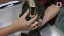 Petugas mempersiapkan operasi sterilisasi kucing di Klinik Hewan, kawasan Tebet, Jakarta, Senin (21/9/2020). Kegiatan itu dalam rangka menyambut Hari Rabies Sedunia (World Rabies Day) pada 28 September 2020 mendatang dan untuk menekan pertambahan populasi kucing liar. (Liputan6.cm/Herman Zakharia)