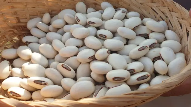 Salahs atu kacang koro yang akan diuji cobakan di Garut, Jawa Barat, sebagai bahan pangan alternatif pengganti kacang kedelai. (Liputan6.com/Jayadi Supriadin)
