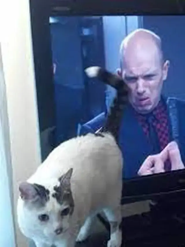 6 Ilusi Optik Kucing Hitam Putih Ini Bikin Kucek Mata, Perlu Lihat Dua Kali