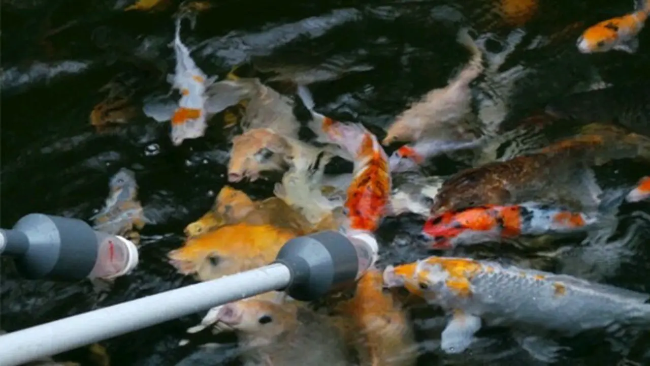 Wisata Lucu dan Seru, Menyusui Ikan Koi di Palu 
