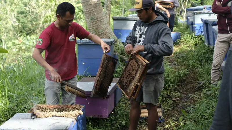 Peternak madu di Kediri