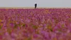 Seorang pria berjalan di ladang yang ditumbuhi bunga lavender di kota Rafha, dekat perbatasan dengan Irak, pada 13 Februari 2023. Hujan musim dingin yang lebih lebat dari biasanya telah membuat gurun pasir di bagian utara Arab Saudi berubah jadi padang bunga lavender, menarik wisatawan dari seluruh semenanjung Arab. (Fayez Nureldine / AFP)