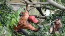 Petugas melakukan pemotongan pohon yang roboh menutup aliran air Tanah Baru, Srengseng Sawah, Jakarta, Jumat (2/9). Tumbangnya sejumlah pohon dikarenakan hujan yang disertai angin kemarin malam. (Liputan6.com/Yoppy Renato)