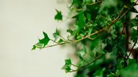 English ivy (sumber: Unsplash)