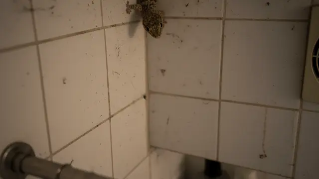 Alasan Cicak Betah di Kamar Mandi dan Cara Mengurangi Kehadirannya, Solusi Aman untuk Rumah yang Lebih Bersih