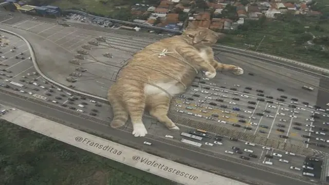 Cats in the town