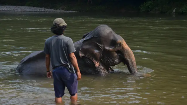 Gajah di Tangkahan