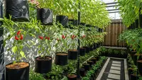 Kapan Waktu Panen Kebun Cabai Rawit Rumahan? Berikut Tipsnya Agar Berbuah Lebat