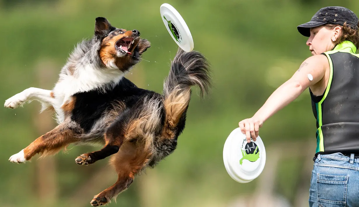 Seekor anjing melompat di udara berusaha menangkap frisbee saat mengikuti kompetisi freestyle di turnamen frisbee anjing di Erfstadt, Jerman (3/6). Kejuaraan anjing tingkat dunia ini diikuti 60 peserta dari tujuh negara. (Marius Becker / dpa via AP)