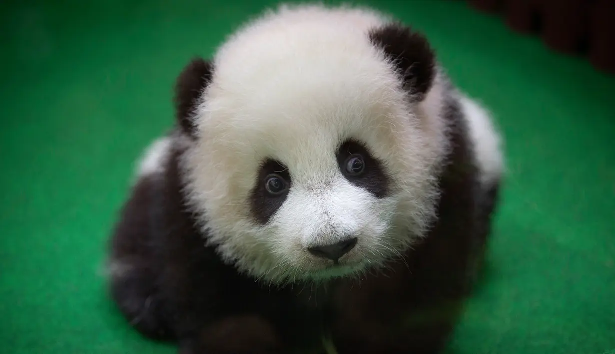 Seekor bayi panda duduk di tanah ketika diperkenalkan kepada publik di Kebun Binatang Malaysia, Kuala Lumpur, Sabtu (26/5). Bayi panda yang lahir lima bulan lalu tersebut membuat penampilan media pertamanya. (AP Photo/Vincent Thian)