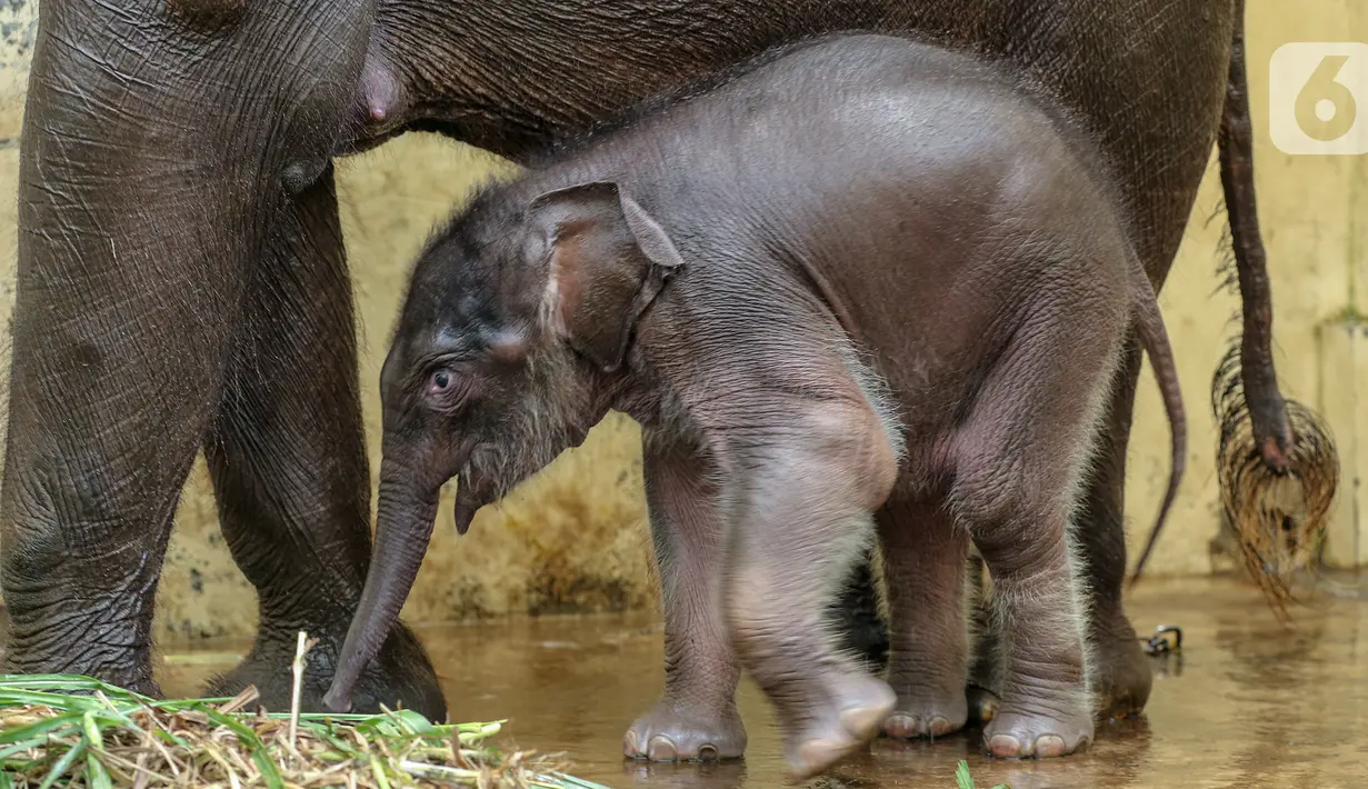 Bayi gajah, Covid yang berusia 1 bulan saat bersama induk gajah betina, Nina di Taman Safari Indonesia Cisarua, Bogor, Jawa Barat, Rabu (27/5/2020). Bayi Gajah Covid yang lahir pada Selasa (28/4) mendapat perawatan rutin selama pandemi. (Liputan6.com/Fery Pradolo)