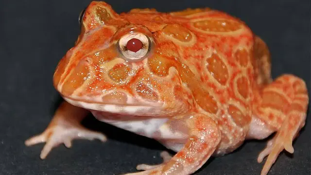 katak pacman