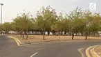  Berawal sebuah ide untuk menghijaukan Padang Arafah. Bung Karno menanam pohon berjenis mindi yang terkenal dengan Pohon Soekarno di Arab Saudi.
