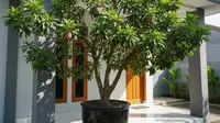 10 Rekomendasi Tanaman Buah Dalam Pot Besar Sebagai Pengganti Pohon Berakar Agresif