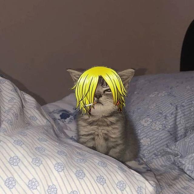 6 Editan Foto Kucing Jadi Kru Mugiwara One Piece Ini Tampak Lucu