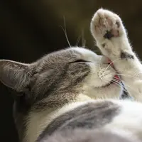 Ilustrasi kaki kucing. (Shutterstock)