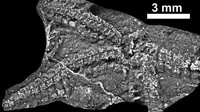 Crepidosoma Doyleii, nama fosil bintang laut berusia 435 juta tahun (IRISH JOURNAL OF EARTH SCIENCES)