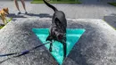 Anjing labrador hitam mendinginkan diri di instalasi seni bertajuk "Penumbra Oasis" karya Eleanna Anagnos pada pameran Dogumenta di Manhattan, 11 Agustus 2017. Pameran ini menampilkan 10 patung dan instalasi seni khusus untuk anjing. (AP/Mary Altaffer)