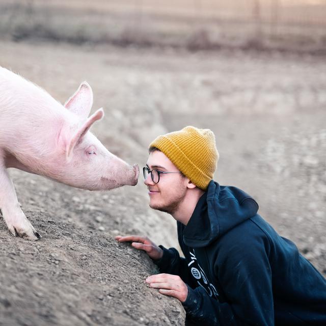 13 Arti Mimpi Hewan Babi Bermakna Baik Ragam Bola Com