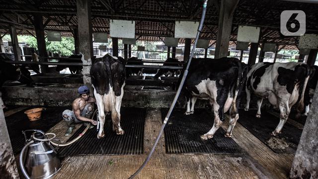 Geliat Industri Susu Sapi Perah di Masa Pandemi COVID-19