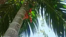 Pinang Merah, tanaman dengan nama ilmiah cyrtostachys lakka ini, juga dipercaya dapat menolak serangan black magic semacam santet yang ditujukan pada penghuni rumah. (Istimewa)