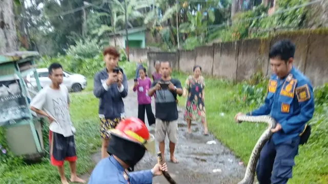 Dinas Pemadam Kebakaran dan Penyelamatan (Disdamkarmat) Kabupaten Sukabumi, Posko VII Sukaraja, Jawa Barat berhasil mengevakuasi dua ekor ular sanca kembang (Python reticulatus).