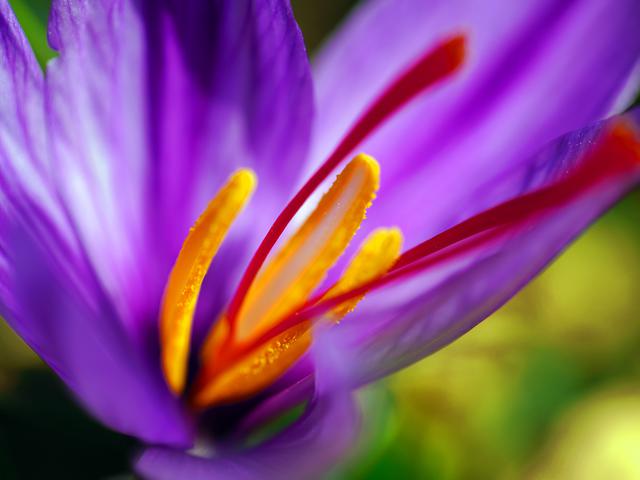 8 Manfaat Saffron Bagi Kesehatan Rempah Paling Mahal Yang Kaya Antioksidan Ragam Bola Com