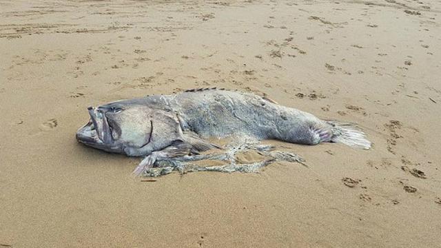 7800 Koleksi Foto Penampakan Ikan Raksasa Terbaru