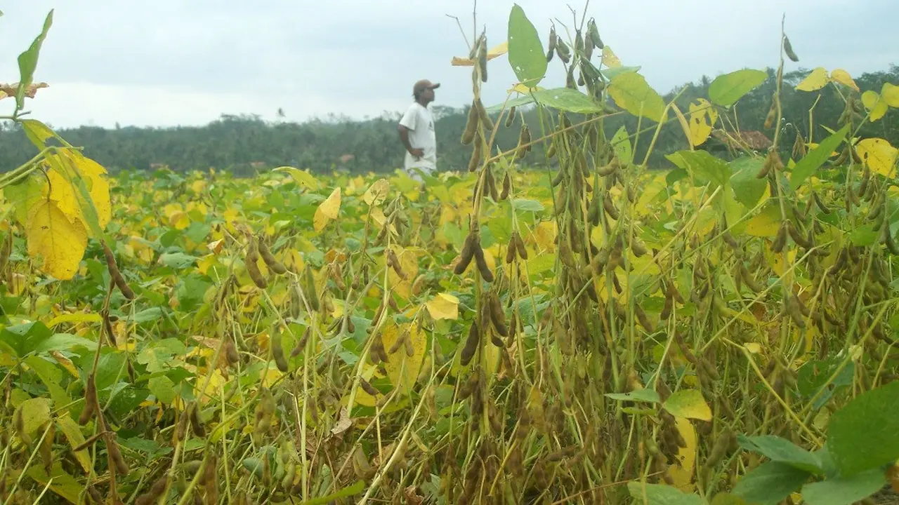 September Paling Muram Petani Kedelai Cilacap
