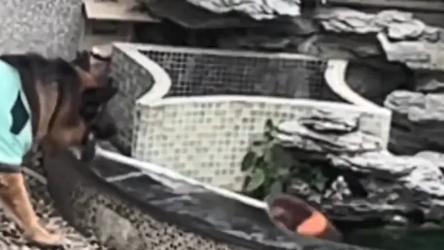 Viral Aksi Pintar Anjing Ambilkan Mainan di Kolam Ini Bikin Melongo