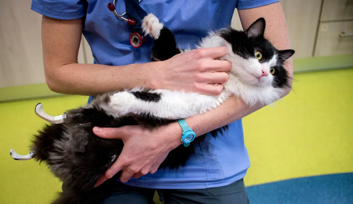 Dokter hewan saat memeriksa kaki palsu bionic yang digunakan Pooh di Sofia Central Vet Clinic, Bulgaria, (26/1). Berkat pertolongan dokter hewan Bulgaria, Vladislav Zlatinov yang memberikan kaki bionik titanium kepada Pooh. (AFP Photo/Nikolay Doychinov)