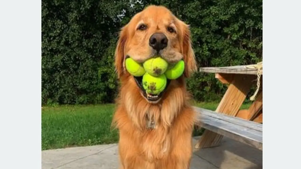 Gemas, Anjing Golden Retriever Ini Pecahkan Rekor Dunia Memuat Bola Tenis Terbanyak di Mulutnya