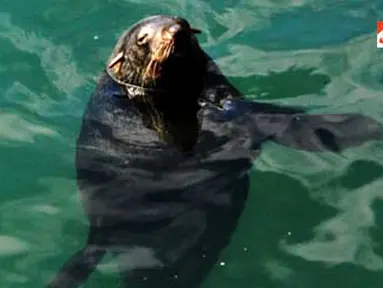 Singa laut di Kalk Bay, Cape Town, Afsel.