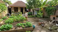 7 Kesalahan Menyiram Kebun Sayur yang Sering Dilakukan, Wajib Dihindari agar Panen Maksimal