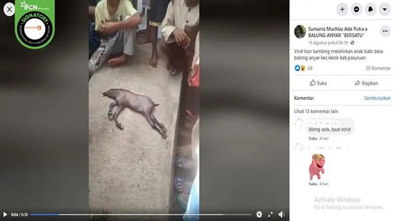 Gambar Tangkapan Layar Video yang Diklaim Kambing Melahirkan Anak Babi