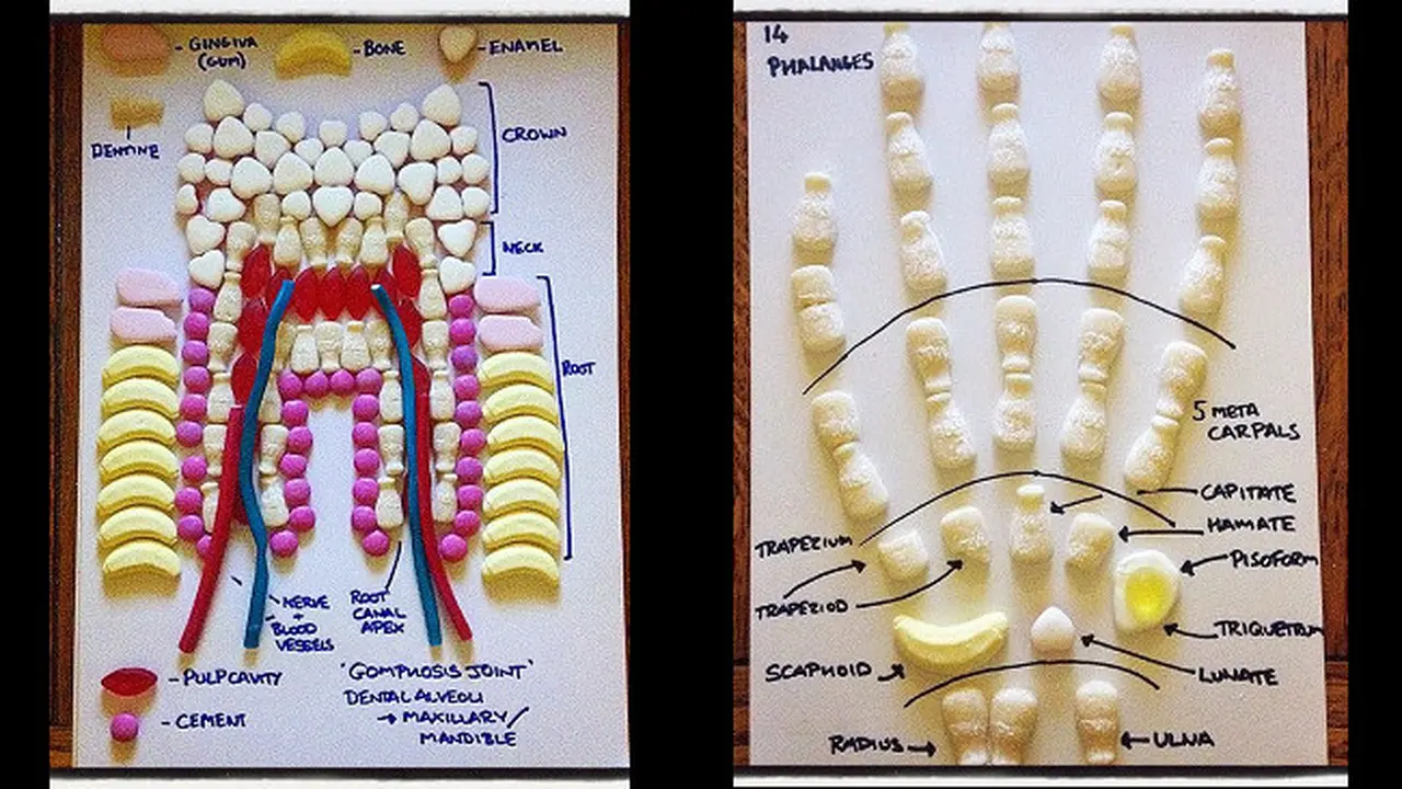 Gambar Anatomi Tubuh dari Permen