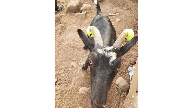 6 Potret Aksesoris Untuk Tanduk Kambing Ini Unik Banget