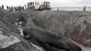 Seekor Ikan Paus Humpback besar terdampar di Pantai Popoyo, Nicaragua, Jumat (14/11/2014) (AFP Photo/Inti Ocon)
