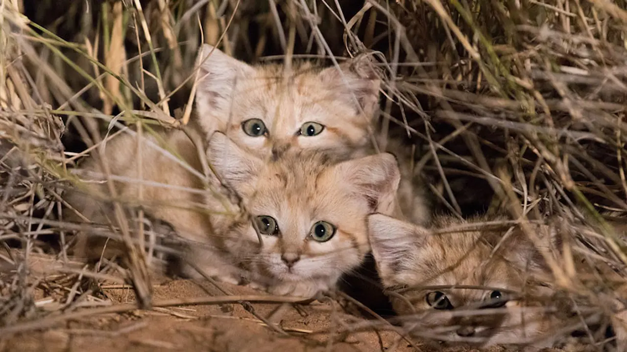 Anak kucing gurun