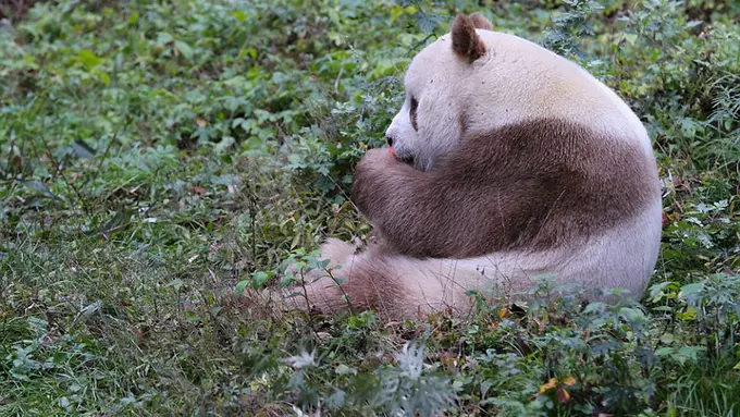 [Bintang] panda 