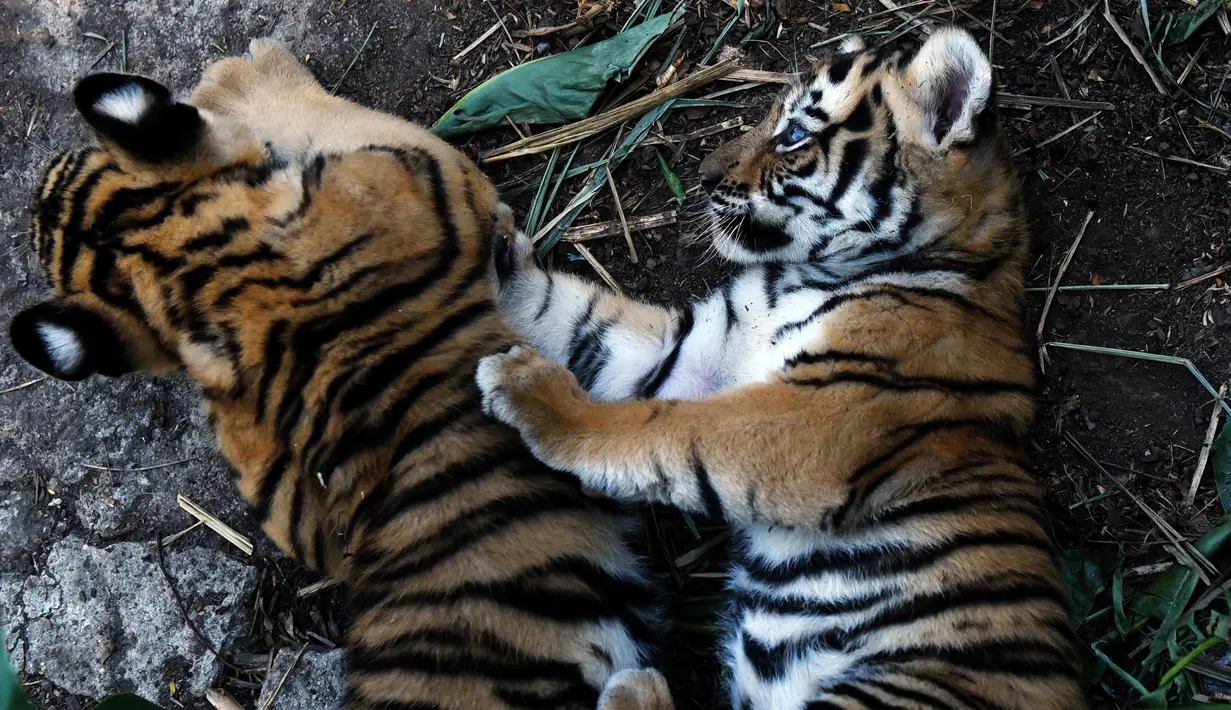 Dua ekor anak Harimau Bengal bermain di penampungan hewan FURESA, Jayaque, San Salvador, Selasa (31/1). Empat anak harimau bengal, sebuah spesies yang terancam punah, berhasil lahir melalui persalinan normal. (AFP PHOTO/ Marvin RECINOS)