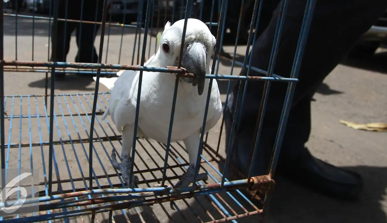 Seekor burung kakatua putih jambul kuning saat diamankan di Polda Metro Jaya, Jakarta, (5/10). Selain, Kakatua petugas berhasil mengamankan enam ekor kukang jawa dari tangan tiga tersangka. (Liputan6.com/Immanuel Antonius)
