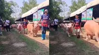 Penampakan sapi mini dalam momen kurban di Thailand (Sumber: Twitter/jellypastaa)