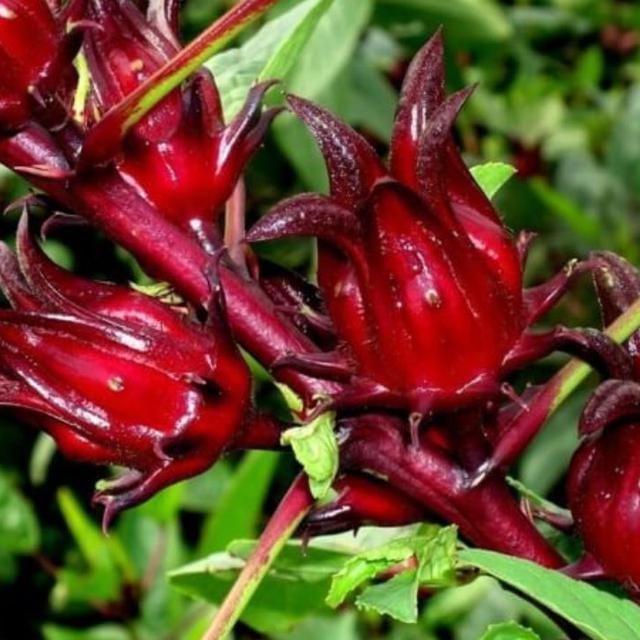 Daftar Harga Rosella Bulan Maret 2021 Terbaru