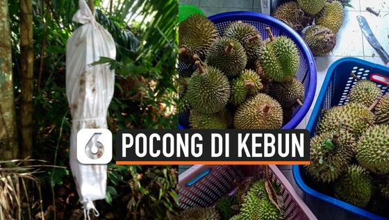 VIDEO: Gempar, Penampakan Pocong di Kebun Durian